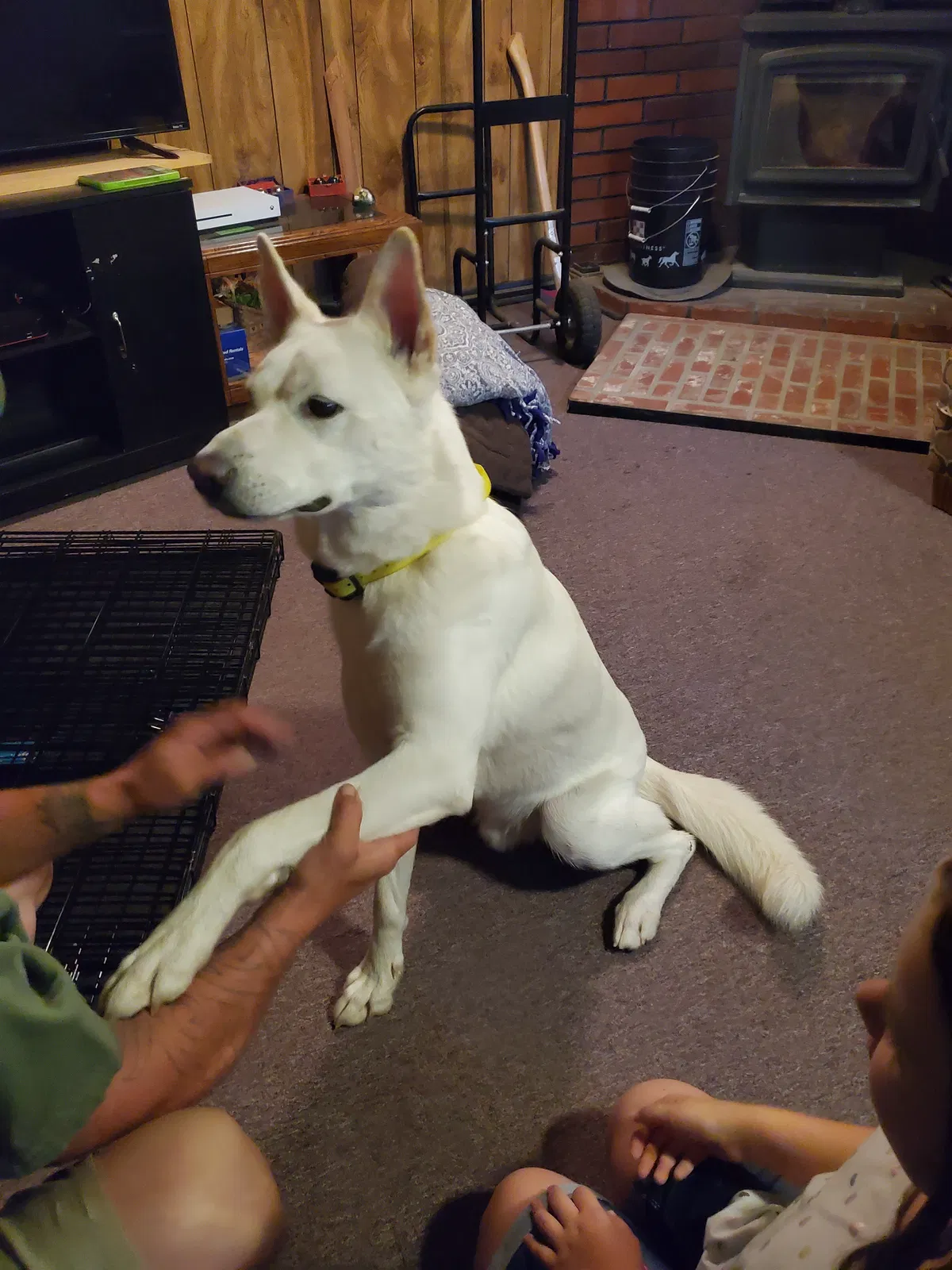 Lost dog in Yamhill, OR, 97148