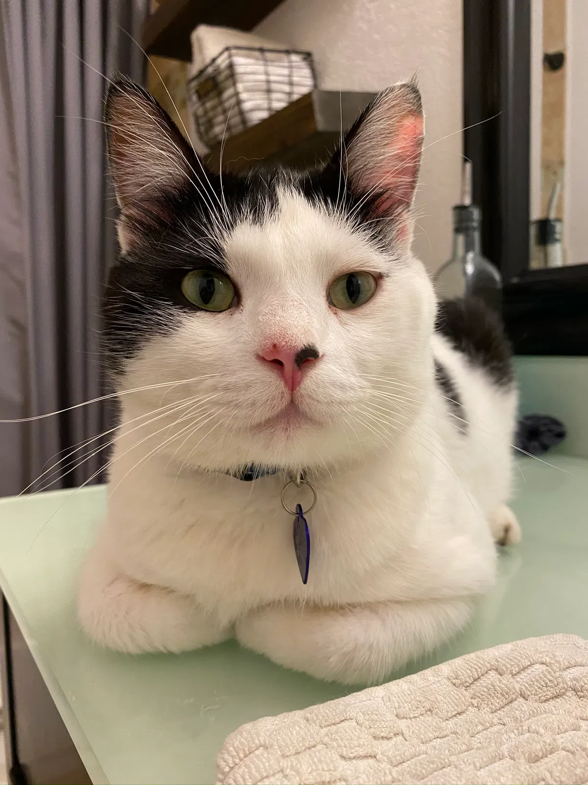 Lost cat in Fort Lauderdale, FL, 33332