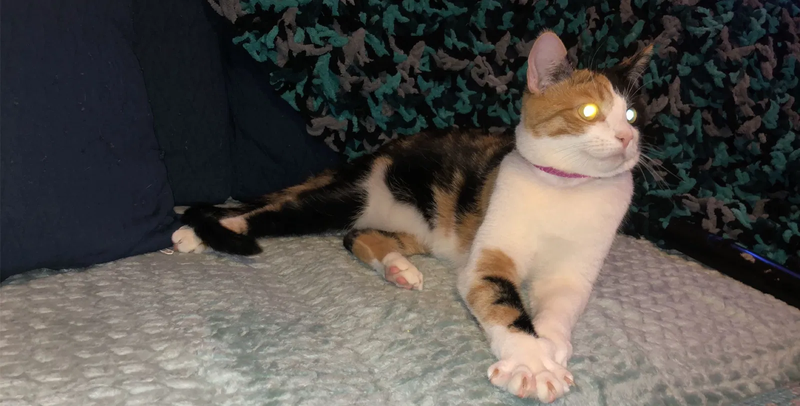 Lost cat in York, PA, 17402