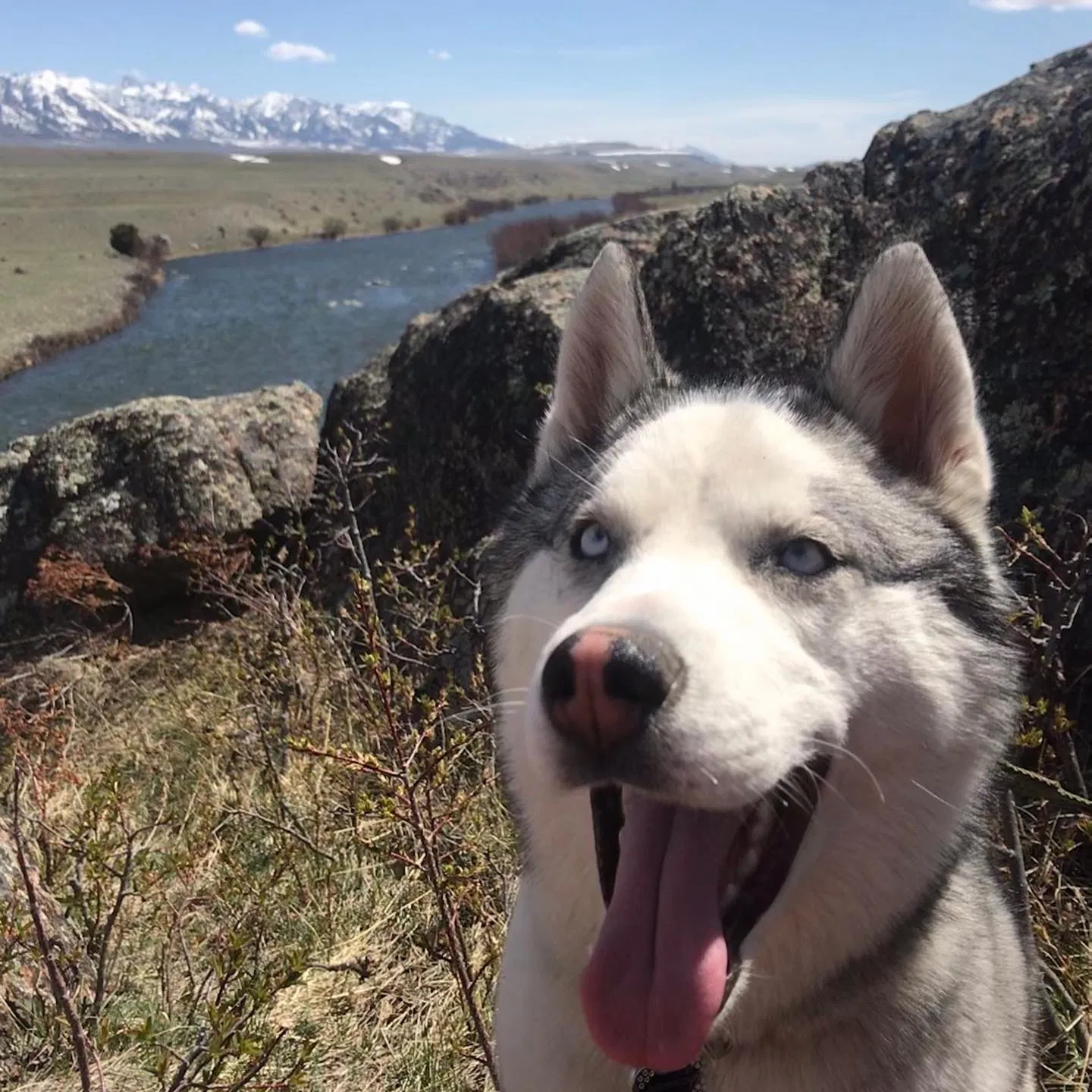 Lost dog in Livingston, MT, 59047