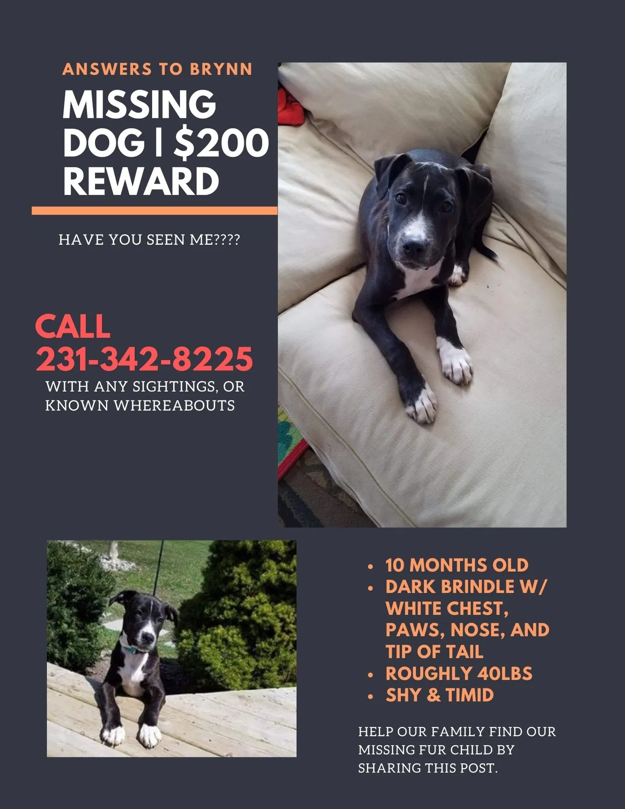 Lost dog in Copemish, MI, 49625