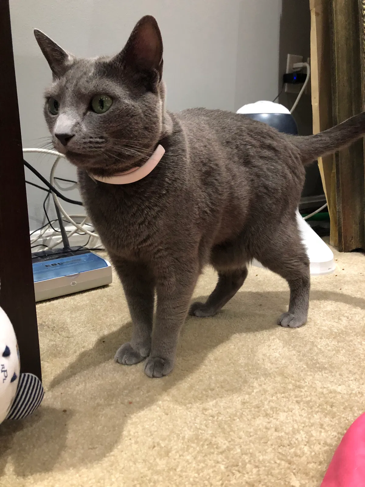 Lost cat in Burke, VA, 22015