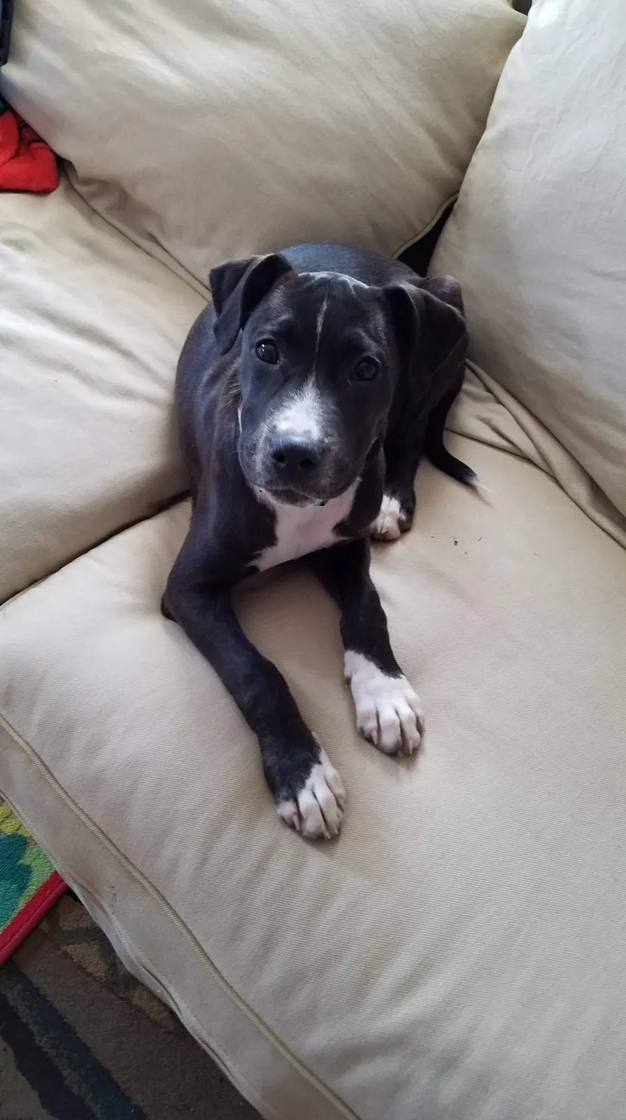 Lost dog in Copemish, MI, 49625