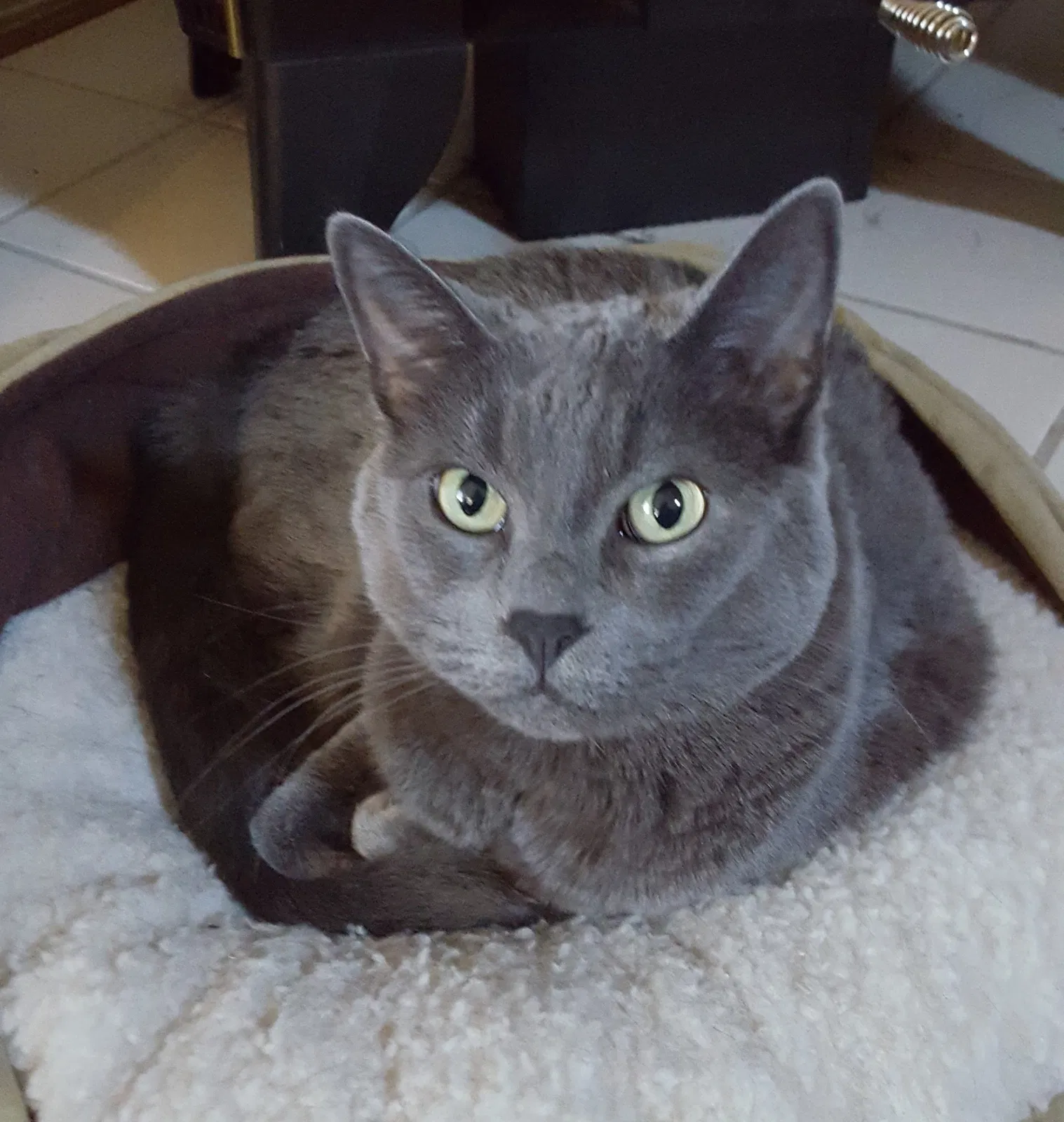 Lost cat in Gig Harbor, WA, 98335
