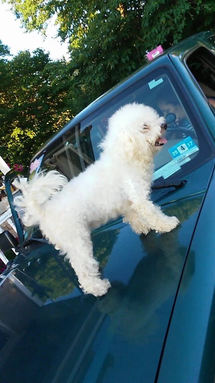 Lost dog in Camden, NJ, 8104