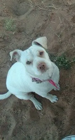 Lost dog in El Paso, TX, 79930