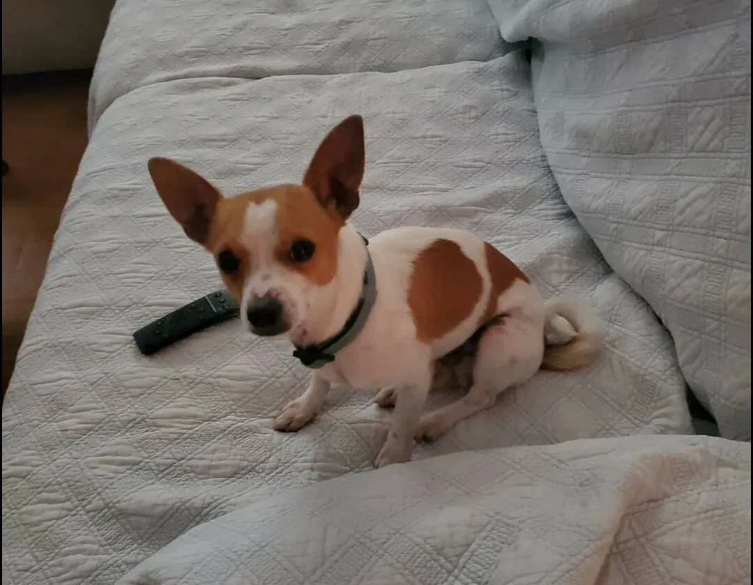 Lost dog in San Antonio, TX, 78233