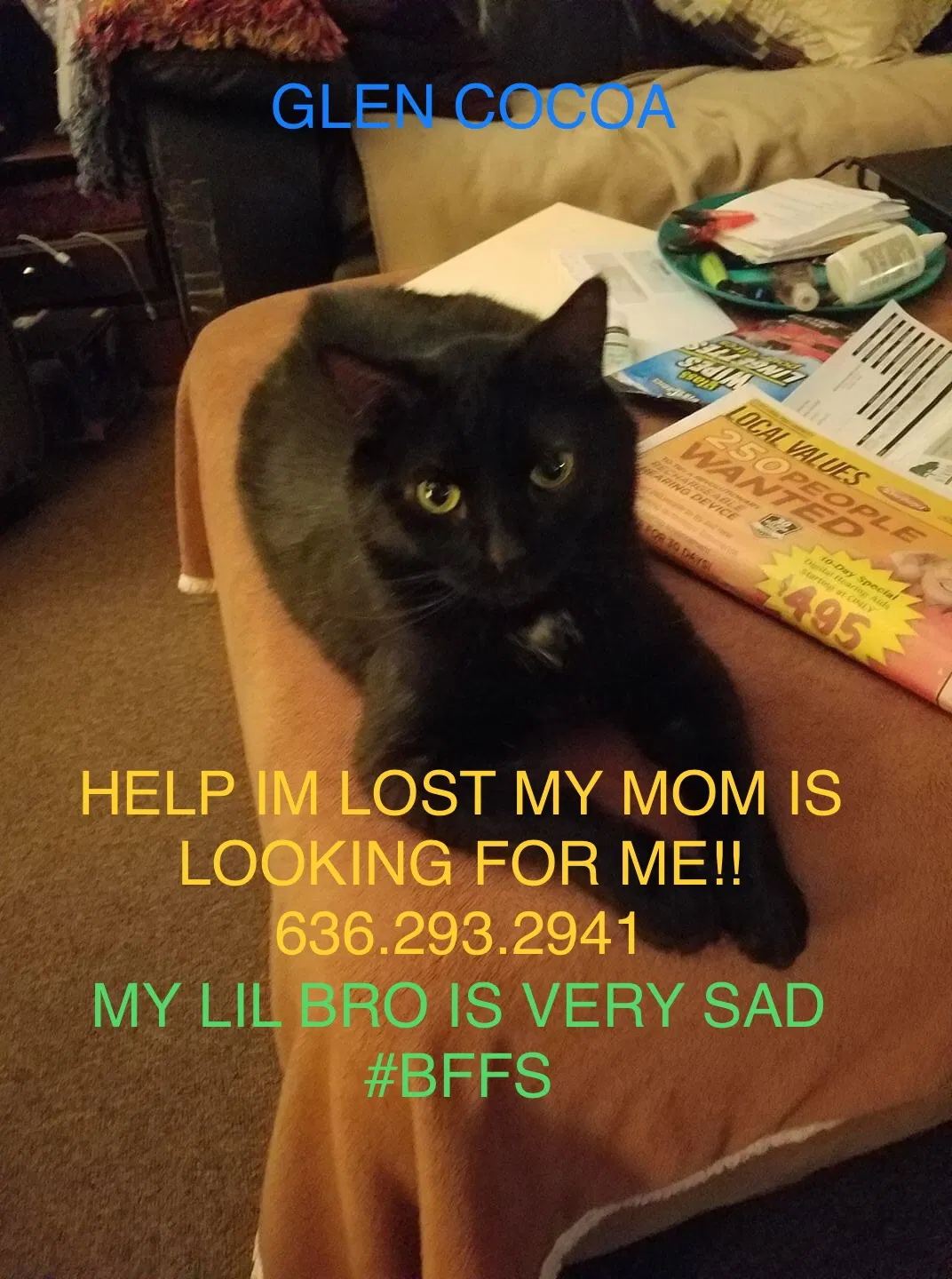 Lost cat in Saint Charles, MO, 63304