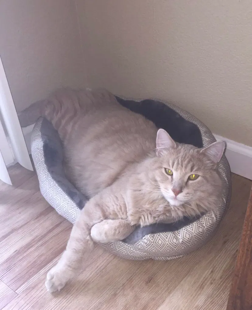 Lost cat in Reno, NV, 89511