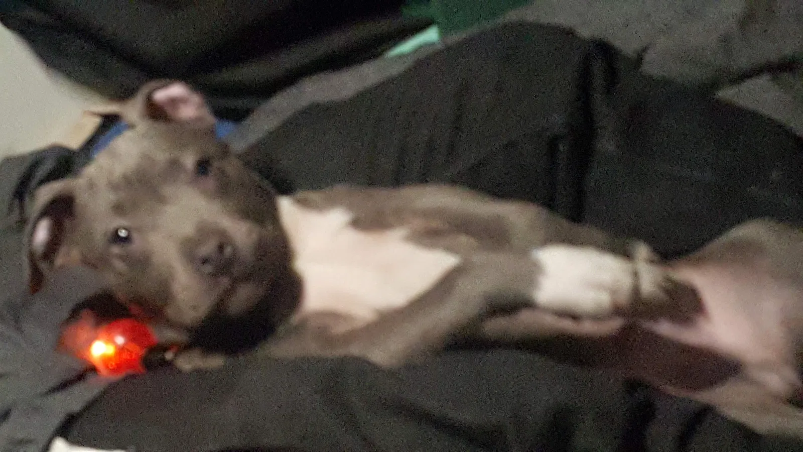 Lost dog in Seattle, WA, 98134