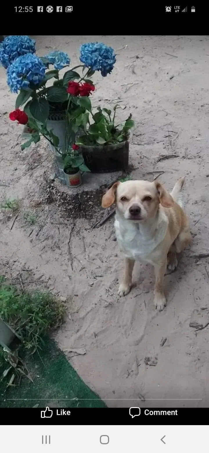 Lost dog in Indianapolis, IN, 46203