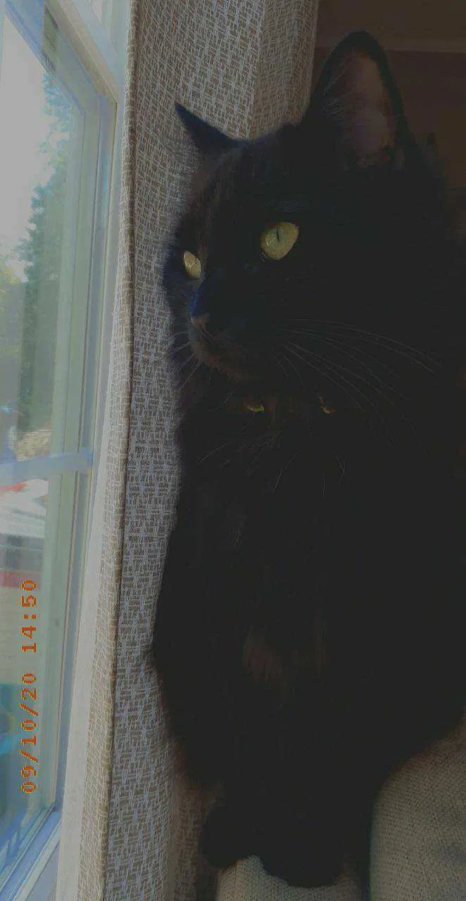 Lost cat in Sevierville, TN, 37876