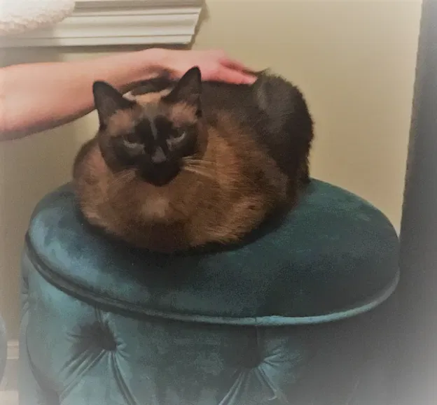 Lost cat in Lawrenceville, GA, 30043