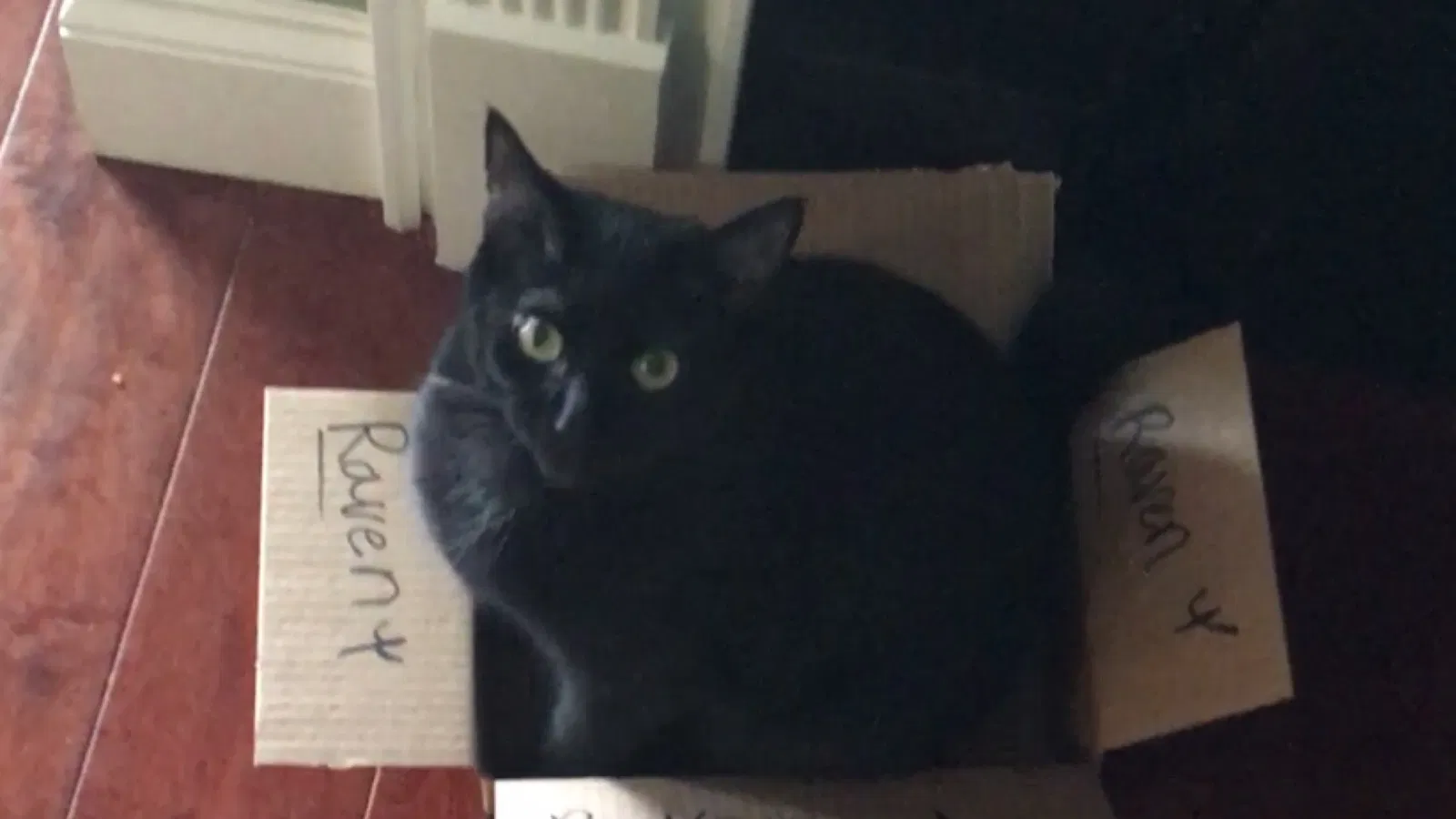 Lost cat in Flintstone, GA, 30725