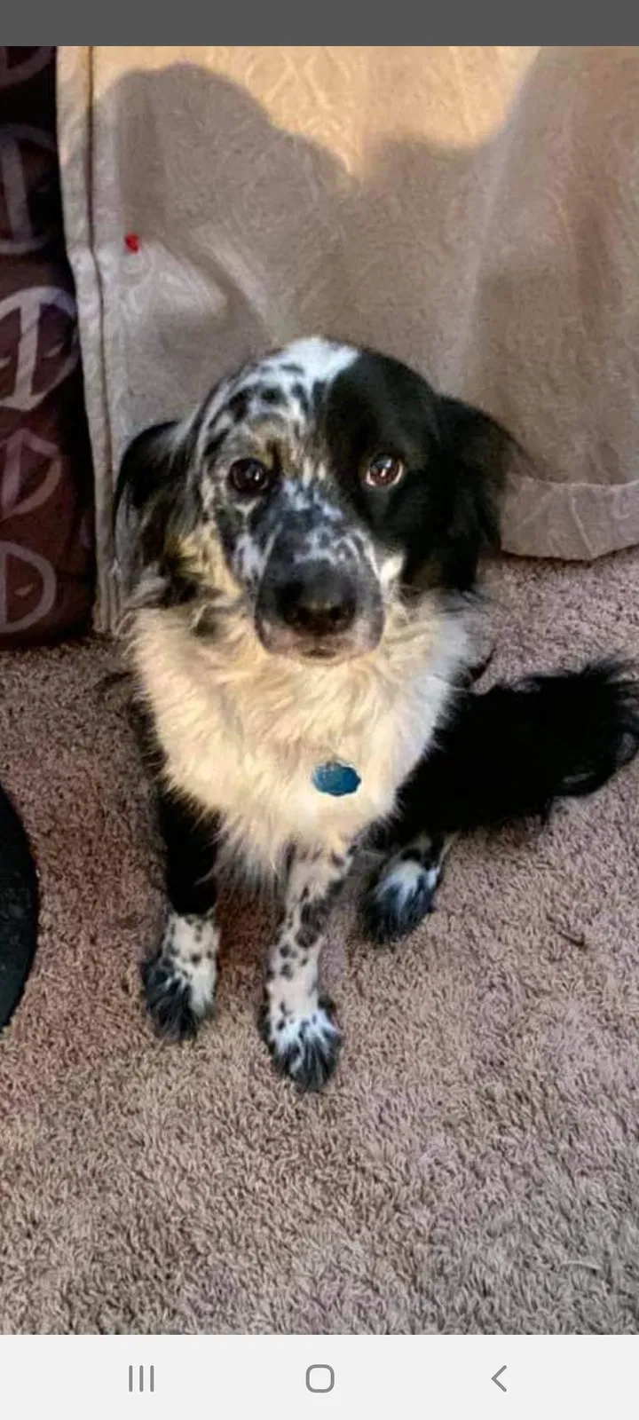 Lost dog in Wichita, KS, 67204