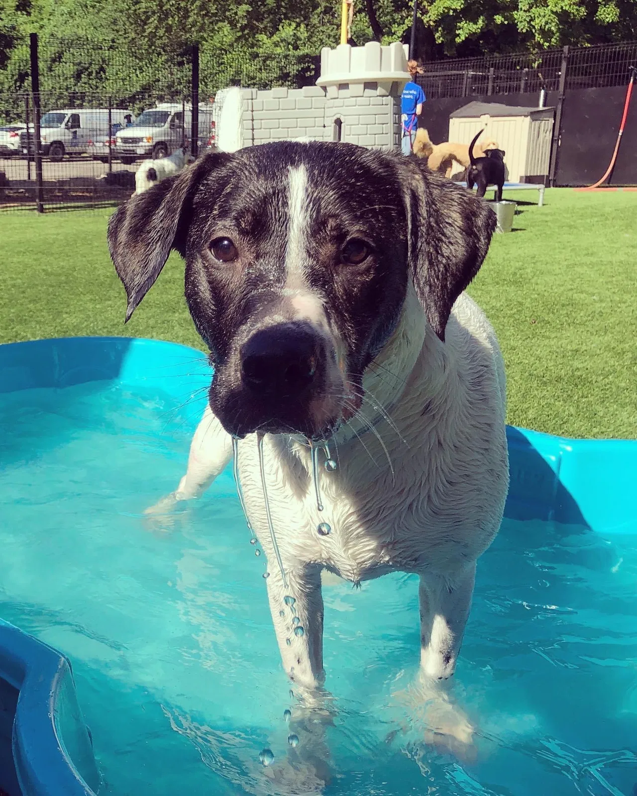 Lost dog in Saint Louis, MO, 63135
