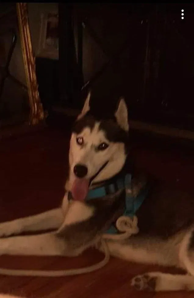 Lost dog in Corpus Christi, TX, 78412