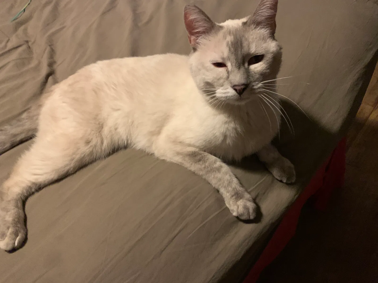Lost cat in Bernalillo, NM, 87004
