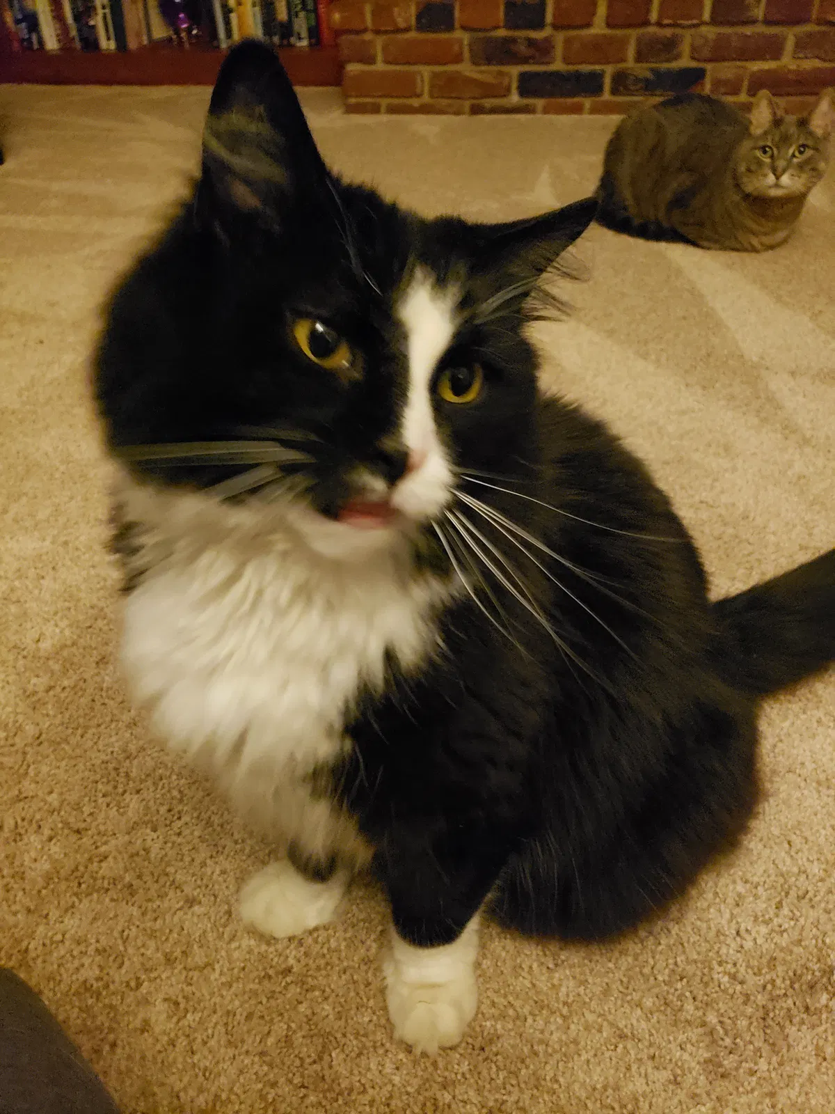 Lost cat in Quakertown, PA, 18951
