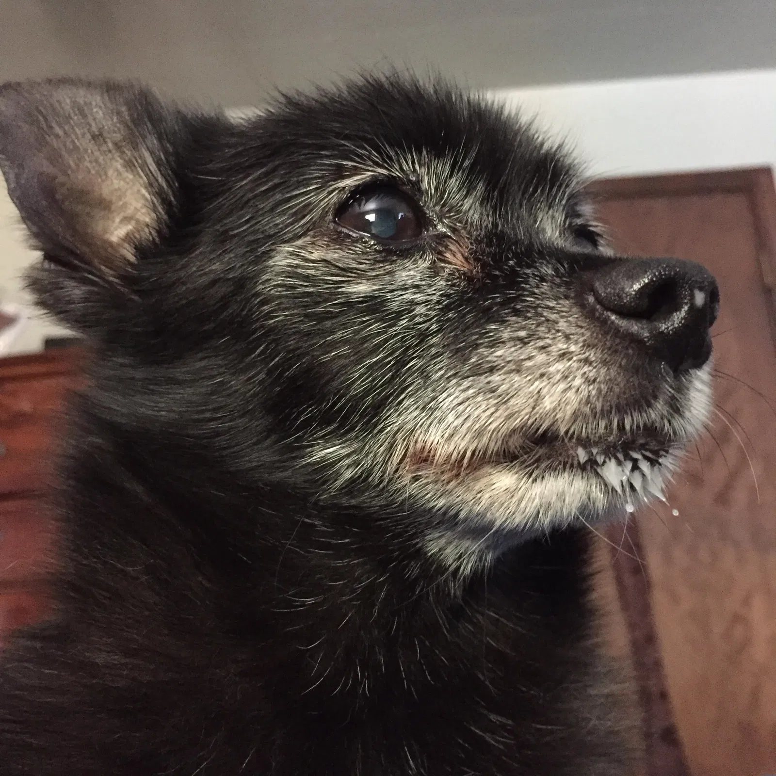 Lost dog in Sacramento, CA, 95820