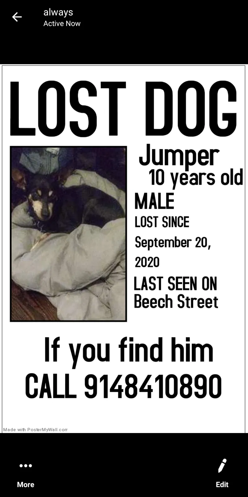 Lost dog in Yonkers, NY, 10701