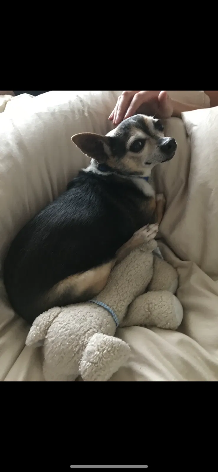 Lost dog in El Paso, TX, 79912