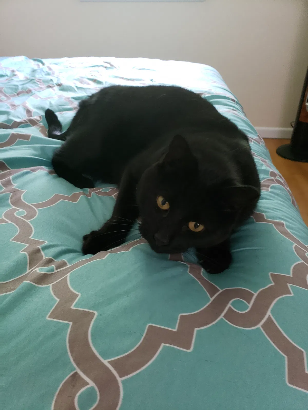 Lost cat in Quakertown, PA, 18951