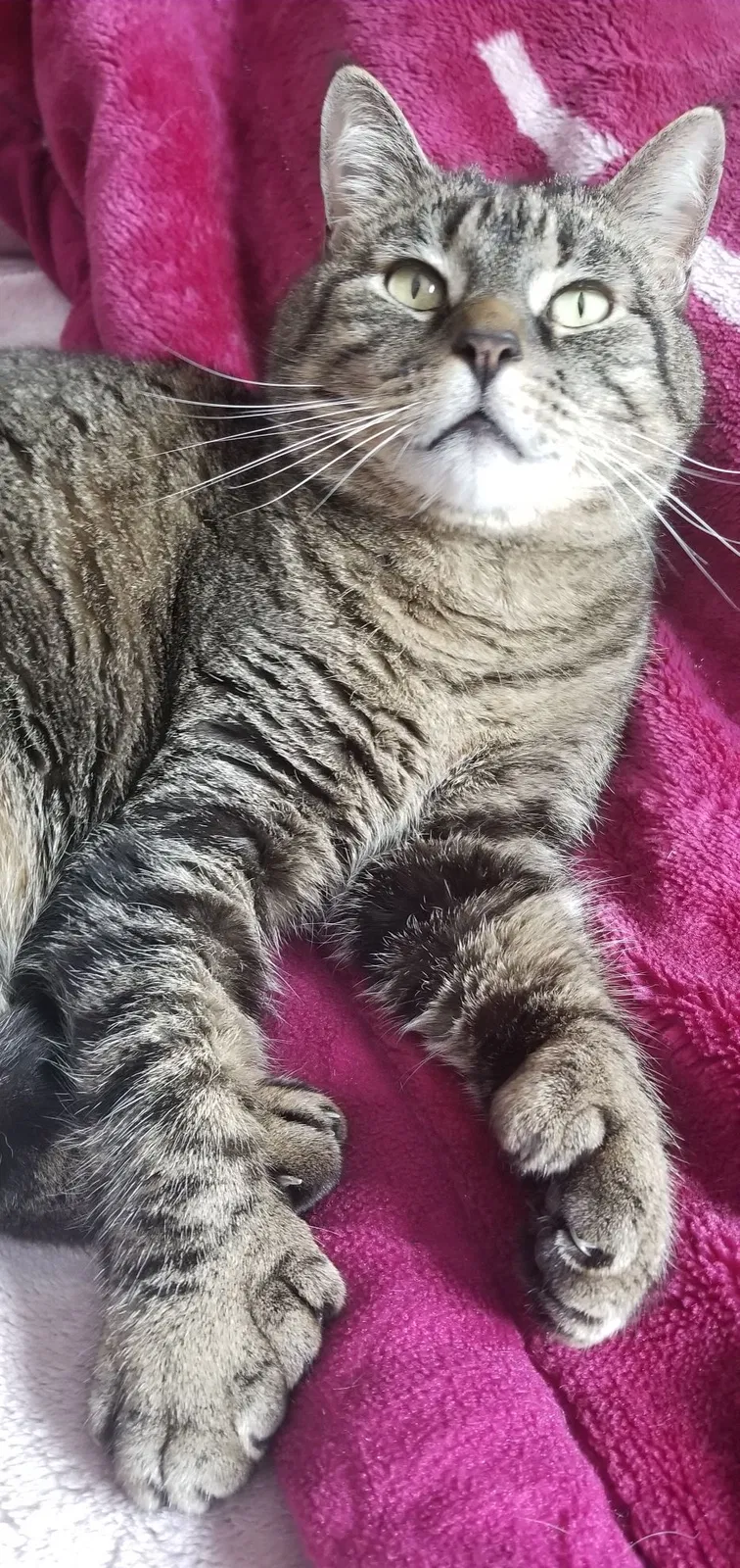 Lost cat in Spokane, WA, 99205