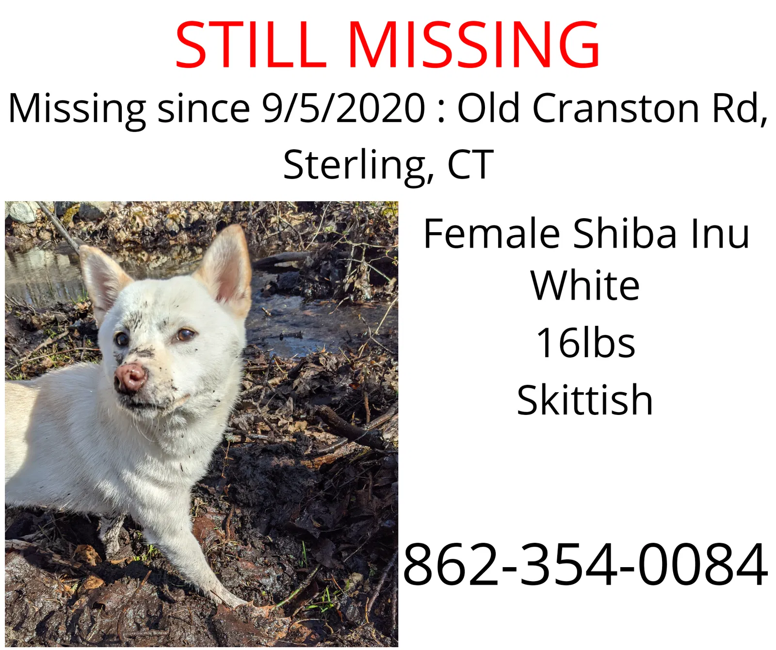 Lost dog in Sterling, CT, 6377