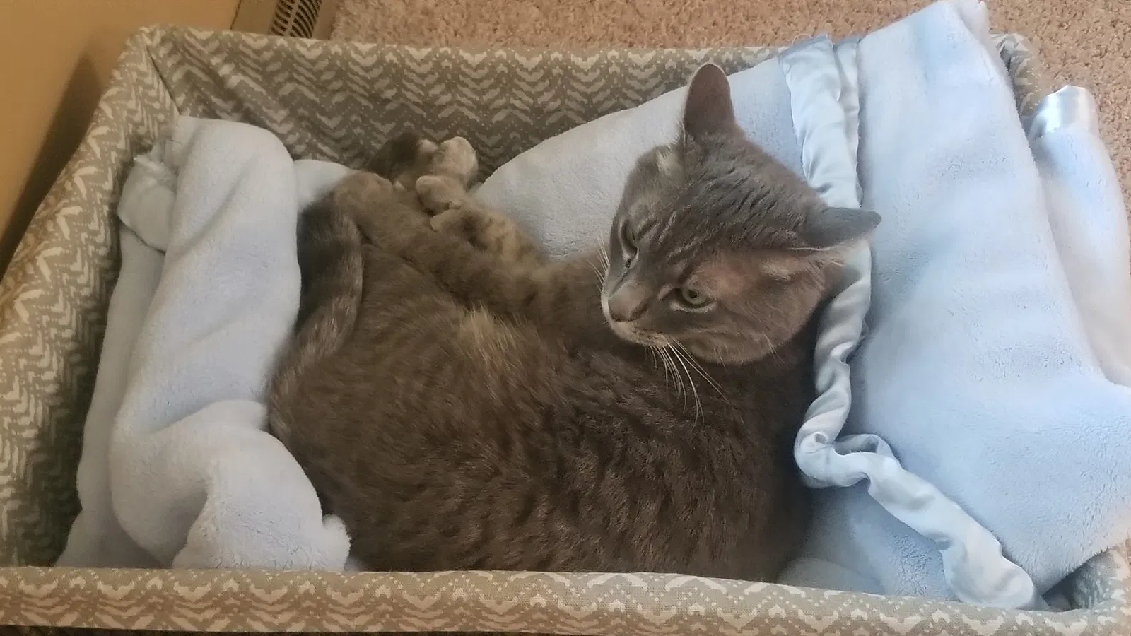 Lost cat in Forest Lake, MN, 55025