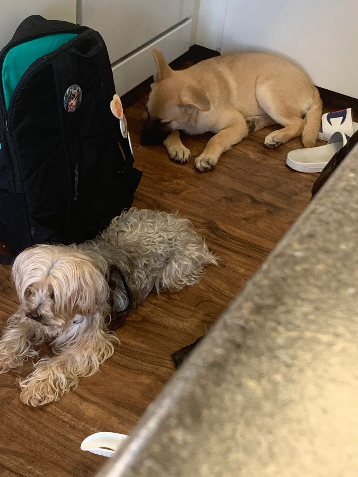 Lost dog in El Paso, TX, 79934