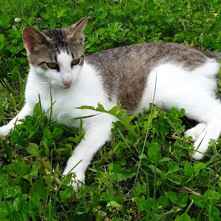 Lost cat in Brighton, MO, 65617