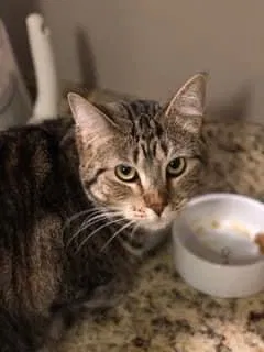 Lost cat in Columbus, OH, 43085