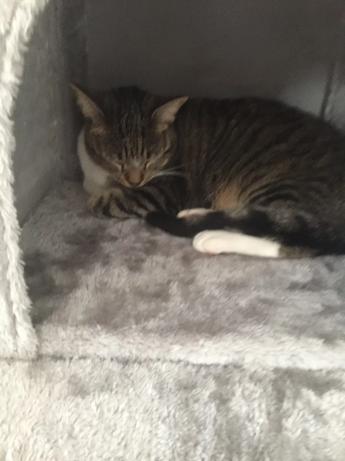 Lost cat in Carolina Beach, NC, 28428