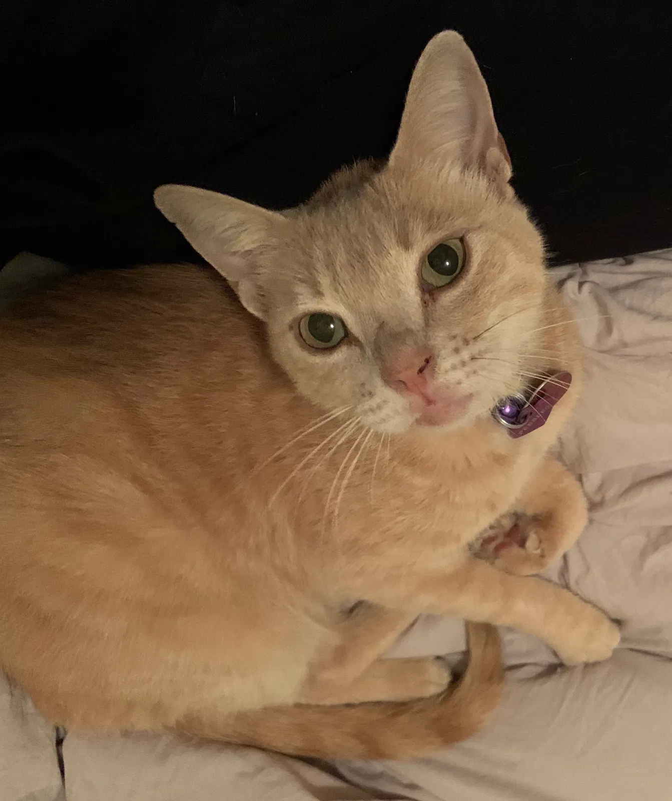 Lost cat in Tallahassee, FL, 32304