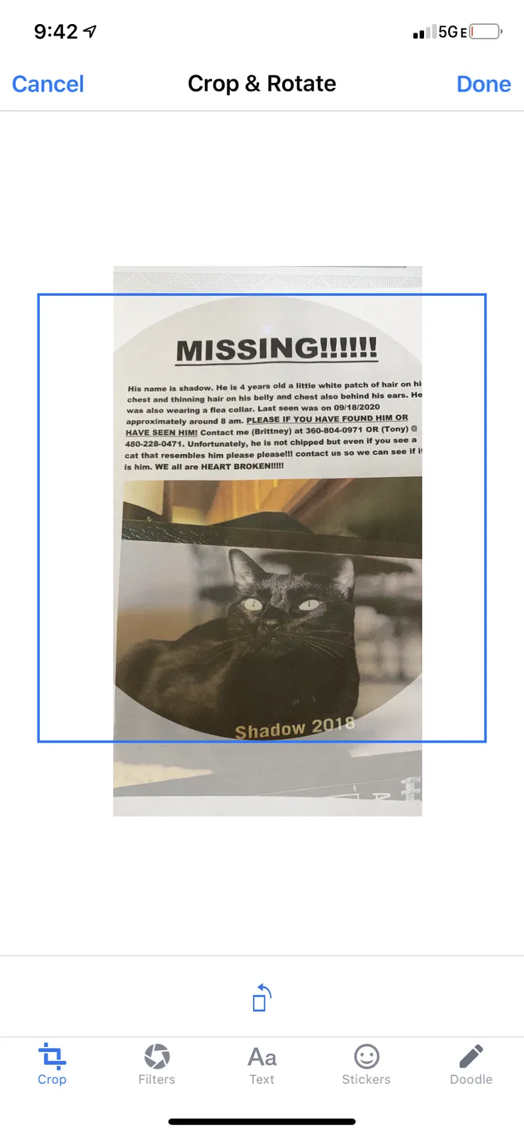 Lost cat in Snohomish, WA, 98296