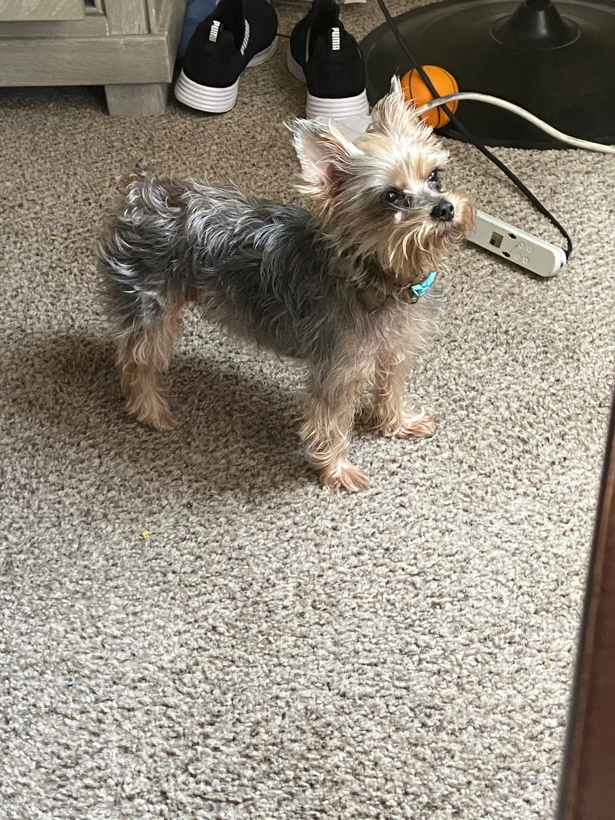 Lost dog in Chula Vista, CA, 91910