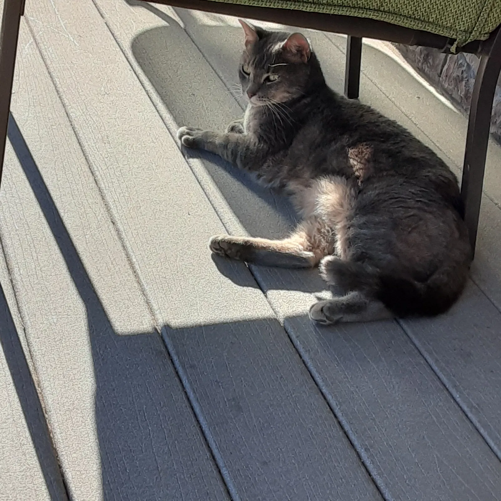 Found cat in Bunker Hill, WV, 25413