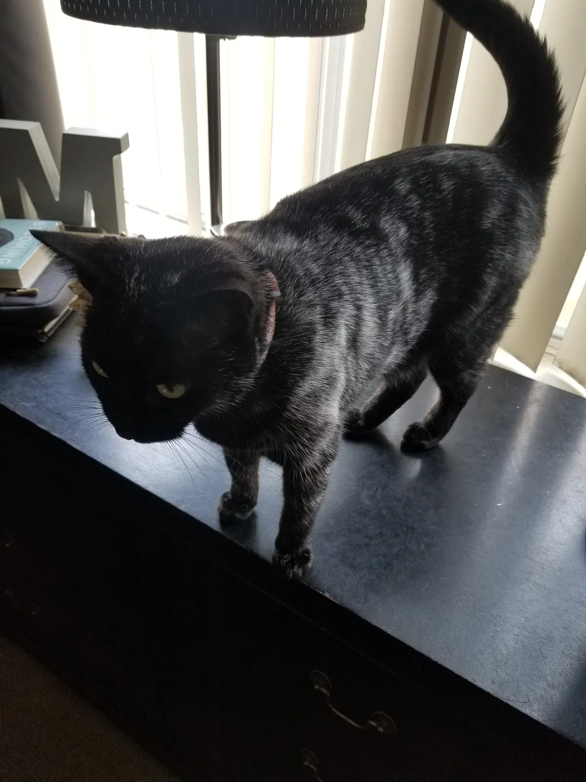 Lost cat in Brea, CA, 92821