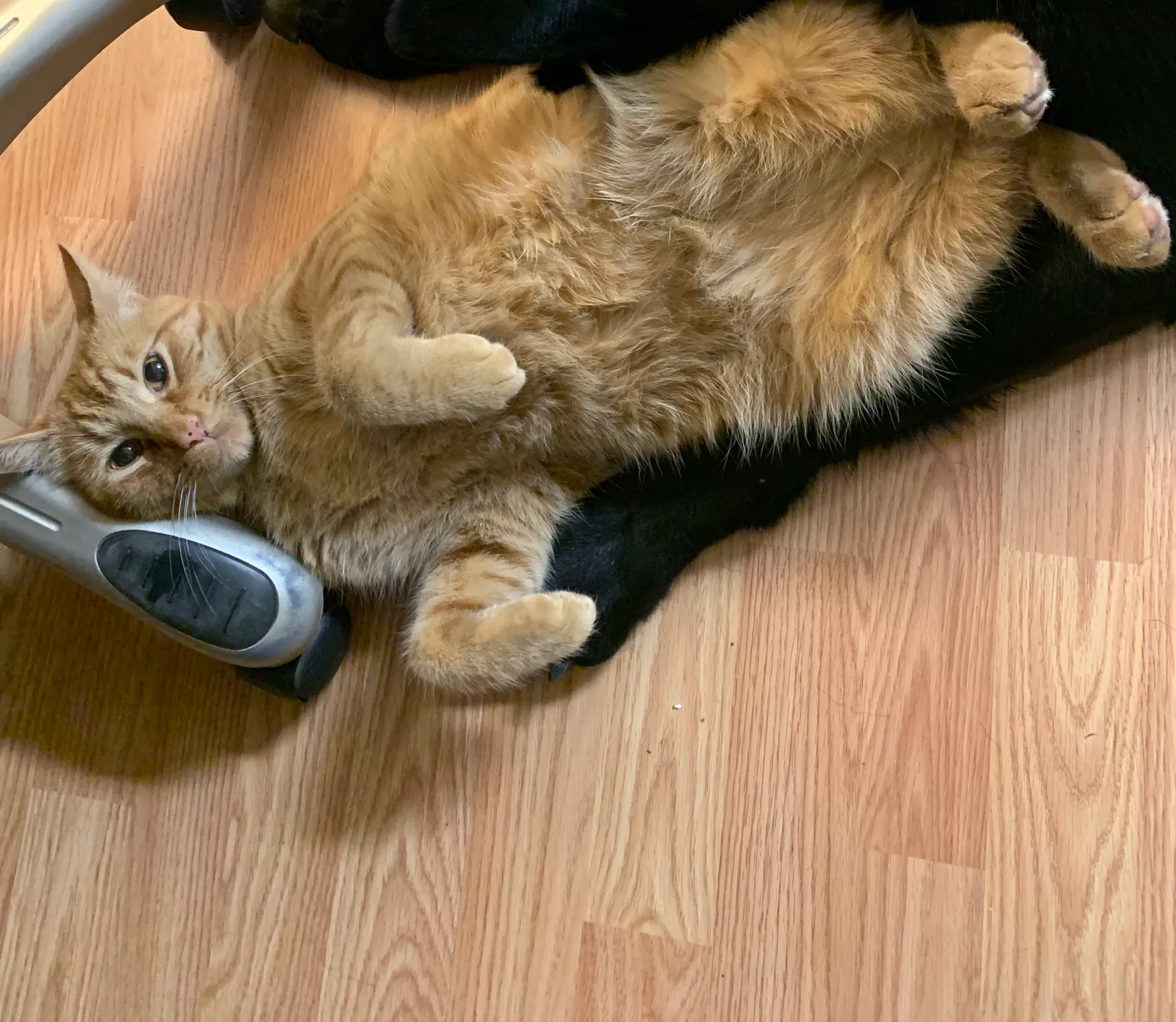Lost cat in Yelm, WA, 98597