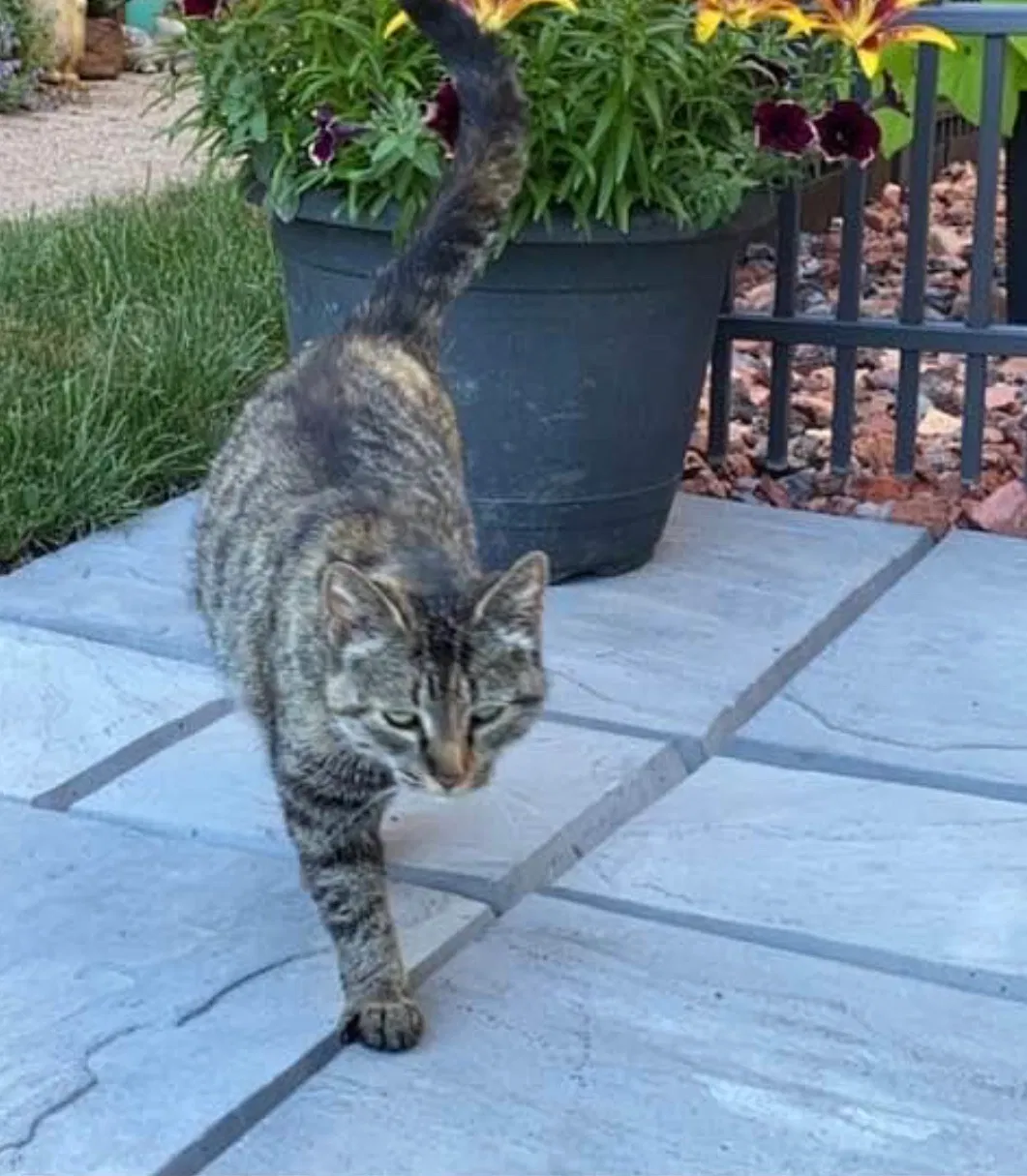 Lost cat in Flat Rock, MI, 48134