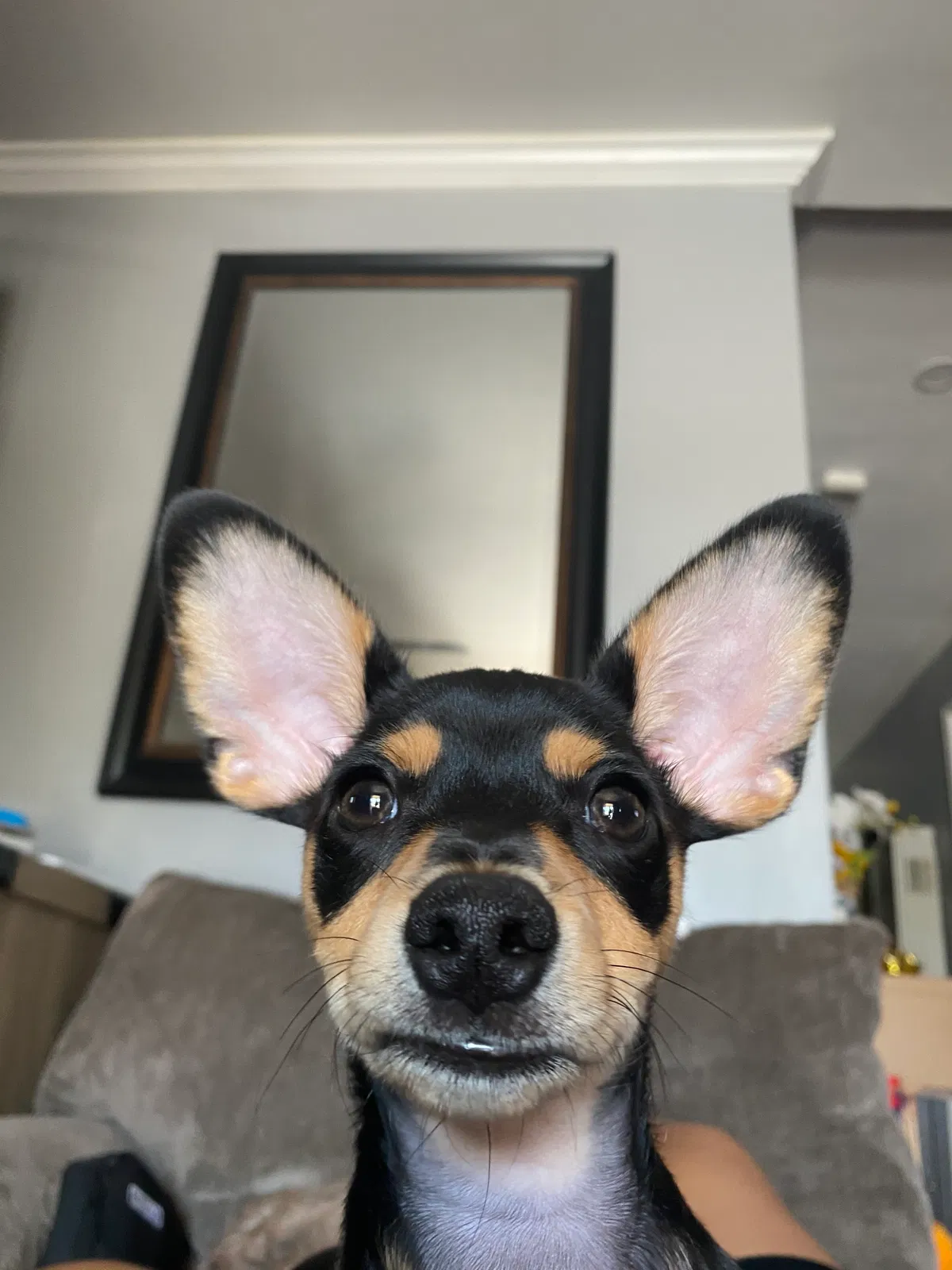 Lost dog in Los Angeles, CA, 90018