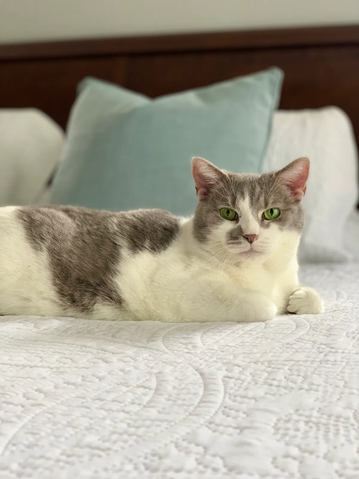 Lost cat in Knoxville, TN, 37932