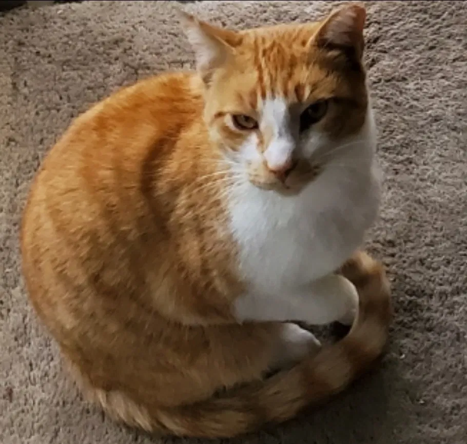 Lost cat in Milpitas, CA, 95035