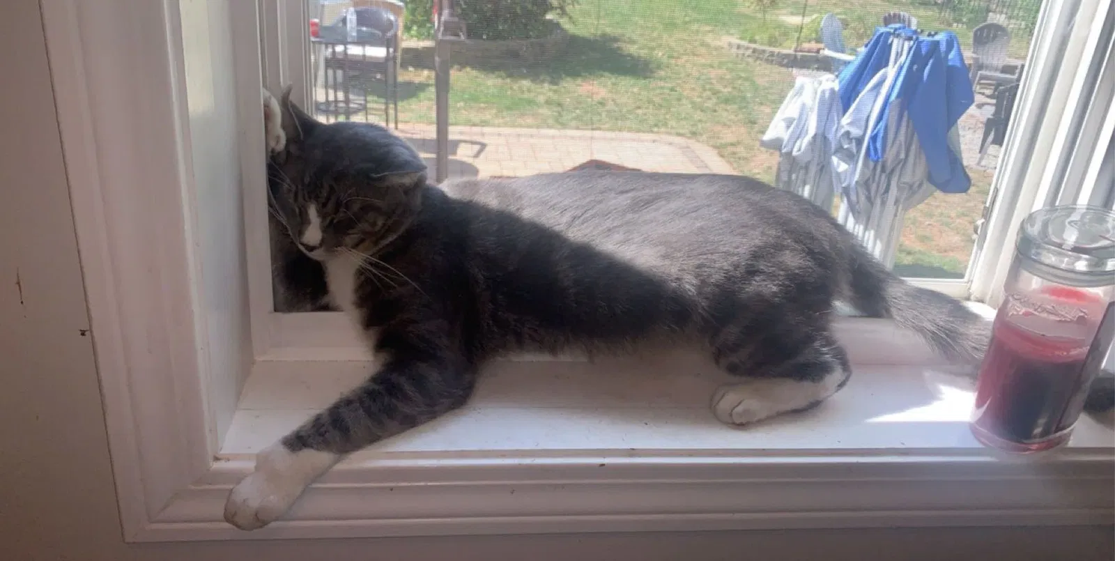 Lost cat in Fiskdale, MA, 1518