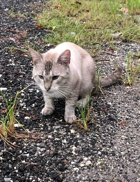 Lost cat in Lake Worth, FL, 33449