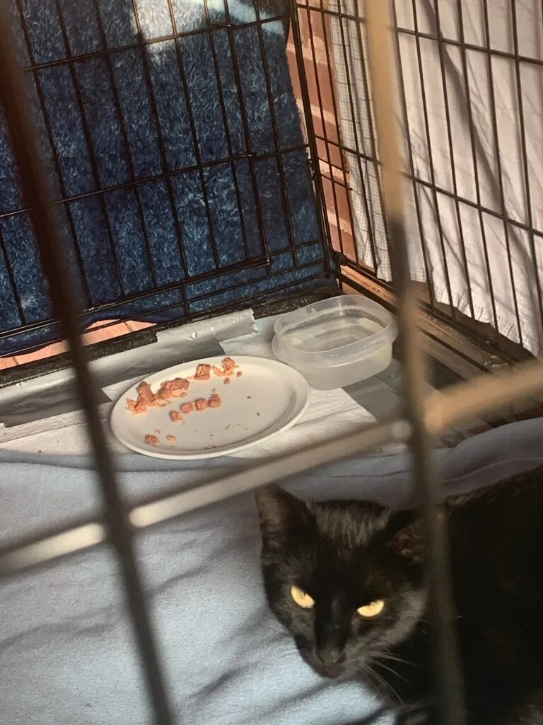 Lost cat in Glen Carbon, IL, 62034