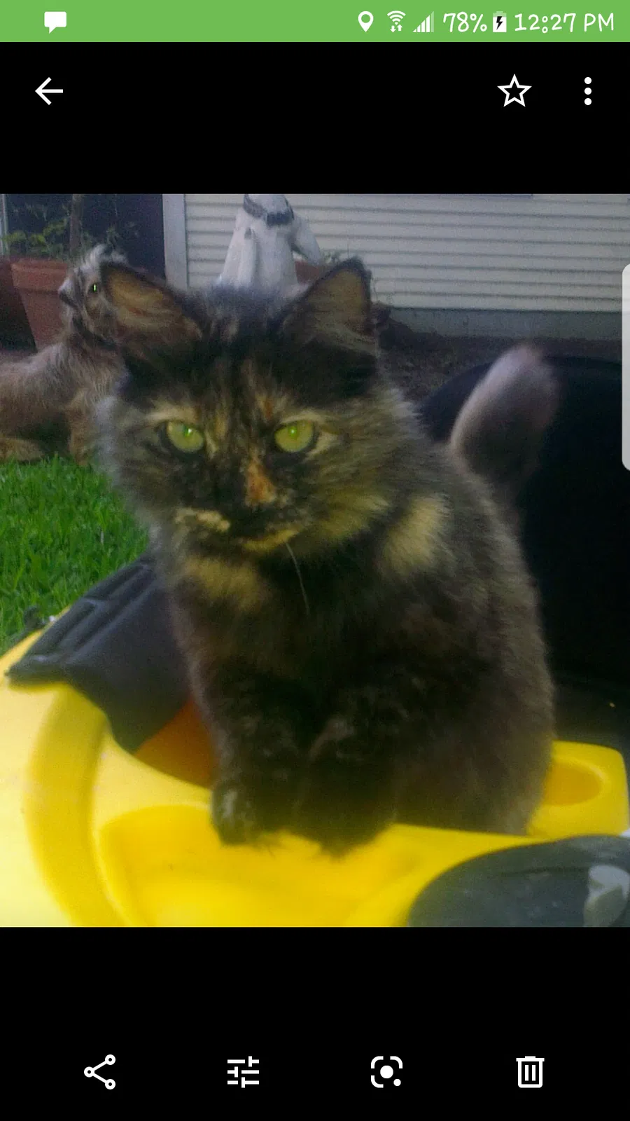 Lost cat in Fort Lauderdale, FL, 33332