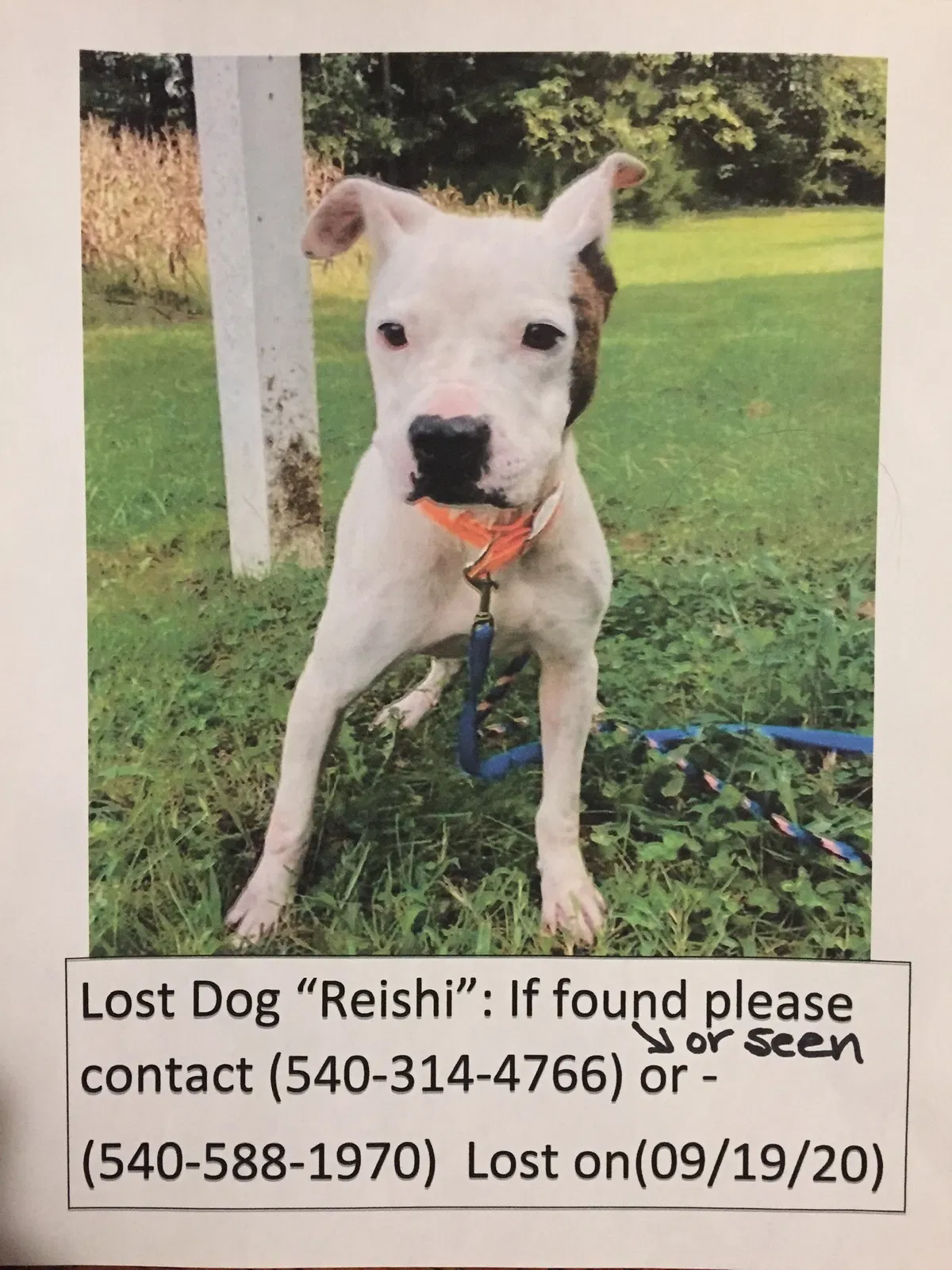 Lost dog in Roanoke, VA, 24015
