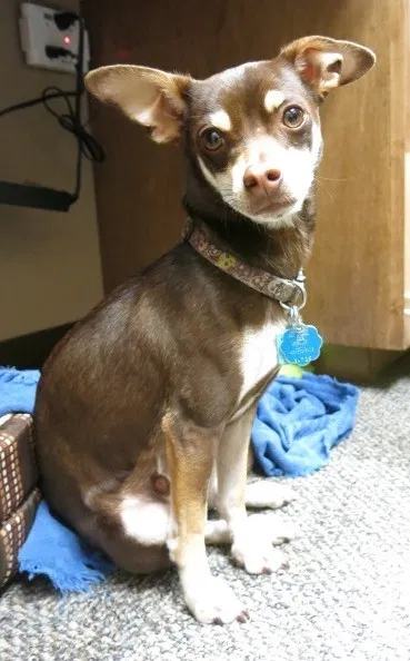 Lost dog in Stanton, TX, 79782